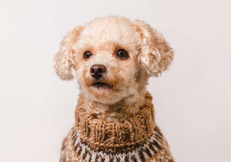 Best Dog Sweater Knitting Patterns » All Good Great