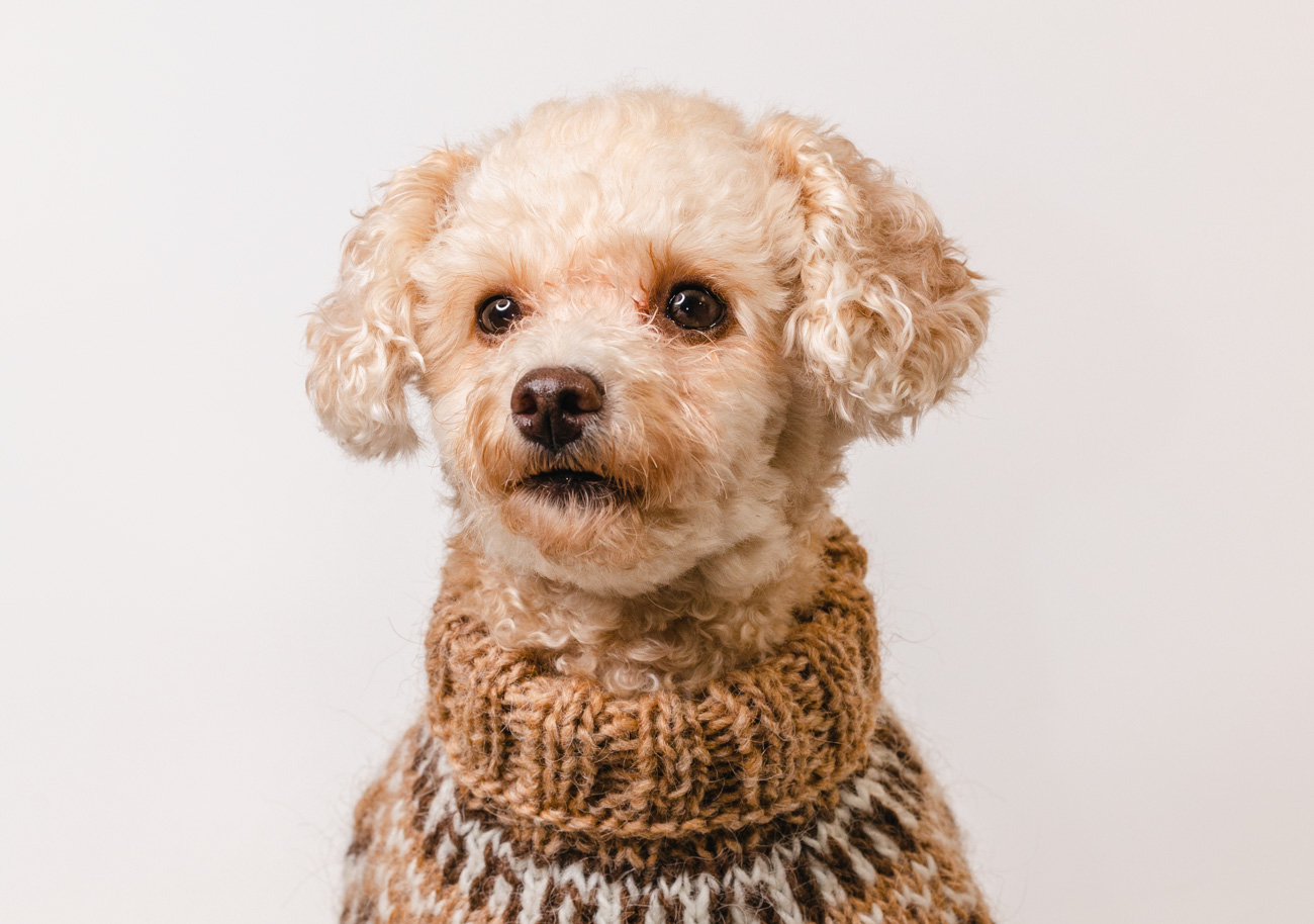 Knitting Pattern: A Warm Icelandic Sweater for Dogs » All Good Great